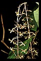 01145-00003-Crane-fly Orchid, Tipularia discolor.jpg