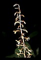 01145-00004-Crane-fly Orchid, Tipularia discolor.jpg