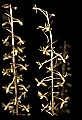 01145-00005-Crane-fly Orchid, Tipularia discolor.jpg
