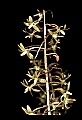 01145-00006-Crane-fly Orchid, Tipularia discolor.jpg