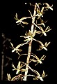 01145-00007-Crane-fly Orchid, Tipularia discolor.jpg