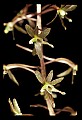 01145-00008-Crane-fly Orchid, Tipularia discolor.jpg