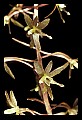 01145-00009-Crane-fly Orchid, Tipularia discolor.jpg