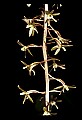 01145-00010-Crane-fly Orchid, Tipularia discolor.jpg
