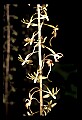 01145-00013-Crane-fly Orchid, Tipularia discolor.jpg