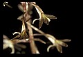01145-00016-Crane-fly Orchid, Tipularia discolor.jpg