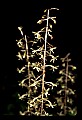 01145-00018-Crane-fly Orchid, Tipularia discolor.jpg