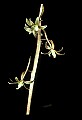 01145-00019-Crane-fly Orchid, Tipularia discolor.jpg