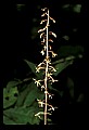01145-00021-Crane-fly Orchid, Tipularia discolor.jpg