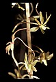 01145-00024-Crane-fly Orchid, Tipularia discolor.jpg
