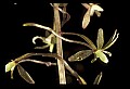 01145-00028-Crane-fly Orchid, Tipularia discolor.jpg