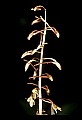 01145-00029-Crane-fly Orchid, Tipularia discolor.jpg