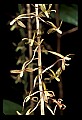 01145-00031-Crane-fly Orchid, Tipularia discolor.jpg