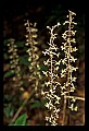 01145-00032-Crane-fly Orchid, Tipularia discolor.jpg