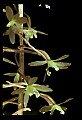 01145-00034-Crane-fly Orchid, Tipularia discolor.jpg