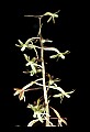 01145-00035-Crane-fly Orchid, Tipularia discolor.jpg
