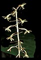 01145-00038-Crane-fly Orchid, Tipularia discolor.jpg