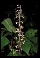 01145-00041-Crane-fly Orchid, Tipularia discolor.jpg