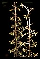 01145-00042-Crane-fly Orchid, Tipularia discolor.jpg