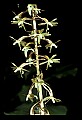 01145-00043-Crane-fly Orchid, Tipularia discolor.jpg