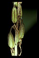 01145-00044-Crane-fly Orchid, Tipularia discolor.jpg