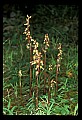 01145-00048-Crane-fly Orchid, Tipularia discolor.jpg