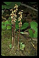 01145-00049-Crane-fly Orchid, Tipularia discolor.jpg