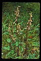 01145-00050-Crane-fly Orchid, Tipularia discolor.jpg