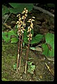 01145-00051-Crane-fly Orchid, Tipularia discolor.jpg