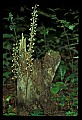 01145-00054-Crane-fly Orchid, Tipularia discolor.jpg
