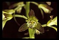 01147-00001-Puttyroot or Adam-and-Eve Orchid, Aplectum hyemale.jpg