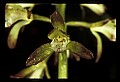 01147-00002-Puttyroot or Adam-and-Eve Orchid, Aplectum hyemale.jpg