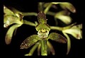 01147-00003-Puttyroot or Adam-and-Eve Orchid, Aplectum hyemale.jpg