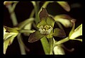 01147-00005-Puttyroot or Adam-and-Eve Orchid, Aplectum hyemale.jpg