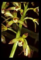 01147-00006-Puttyroot or Adam-and-Eve Orchid, Aplectum hyemale.jpg
