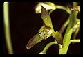 01147-00007-Puttyroot or Adam-and-Eve Orchid, Aplectum hyemale.jpg