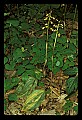 01147-00008-Puttyroot or Adam-and-Eve Orchid, Aplectum hyemale.jpg