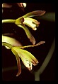 01147-00010-Puttyroot or Adam-and-Eve Orchid, Aplectum hyemale.jpg