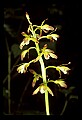 01147-00011-Puttyroot or Adam-and-Eve Orchid, Aplectum hyemale.jpg