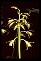 01147-00012-Puttyroot or Adam-and-Eve Orchid, Aplectum hyemale.jpg