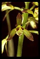 01147-00013-Puttyroot or Adam-and-Eve Orchid, Aplectum hyemale.jpg
