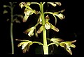 01147-00014-Puttyroot or Adam-and-Eve Orchid, Aplectum hyemale.jpg