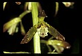 01147-00015-Puttyroot or Adam-and-Eve Orchid, Aplectum hyemale.jpg
