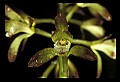01147-00016-Puttyroot or Adam-and-Eve Orchid, Aplectum hyemale.jpg