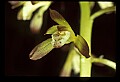 01147-00017-Puttyroot or Adam-and-Eve Orchid, Aplectum hyemale.jpg