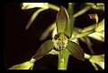 01147-00018-Puttyroot or Adam-and-Eve Orchid, Aplectum hyemale.jpg