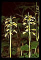01147-00019-Puttyroot or Adam-and-Eve Orchid, Aplectum hyemale.jpg
