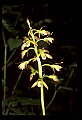 01147-00020-Puttyroot or Adam-and-Eve Orchid, Aplectum hyemale.jpg