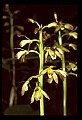 01147-00021-Puttyroot or Adam-and-Eve Orchid, Aplectum hyemale.jpg