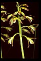 01147-00022-Puttyroot or Adam-and-Eve Orchid, Aplectum hyemale.jpg